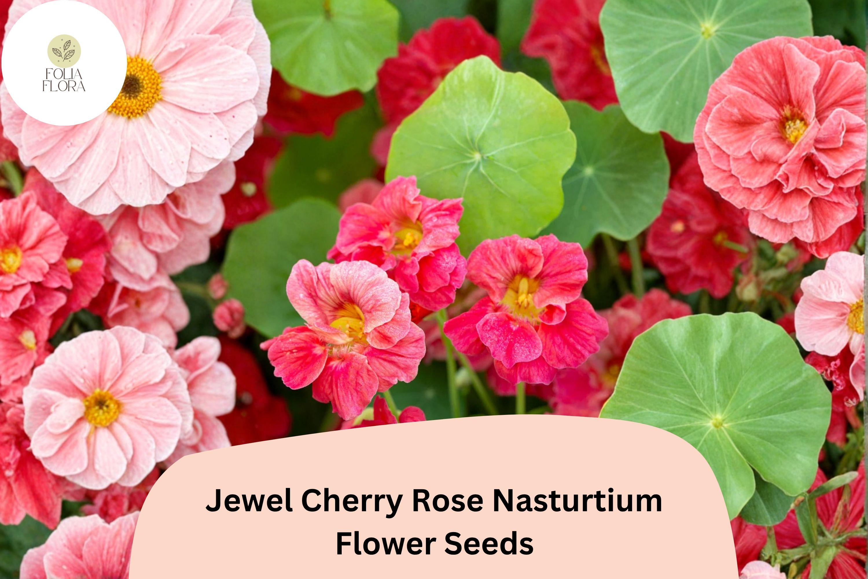 50+ Jewel Cherry Rose Nasturtium Seeds | Tropaeolum majus | Bright Pink-Red Blooms
