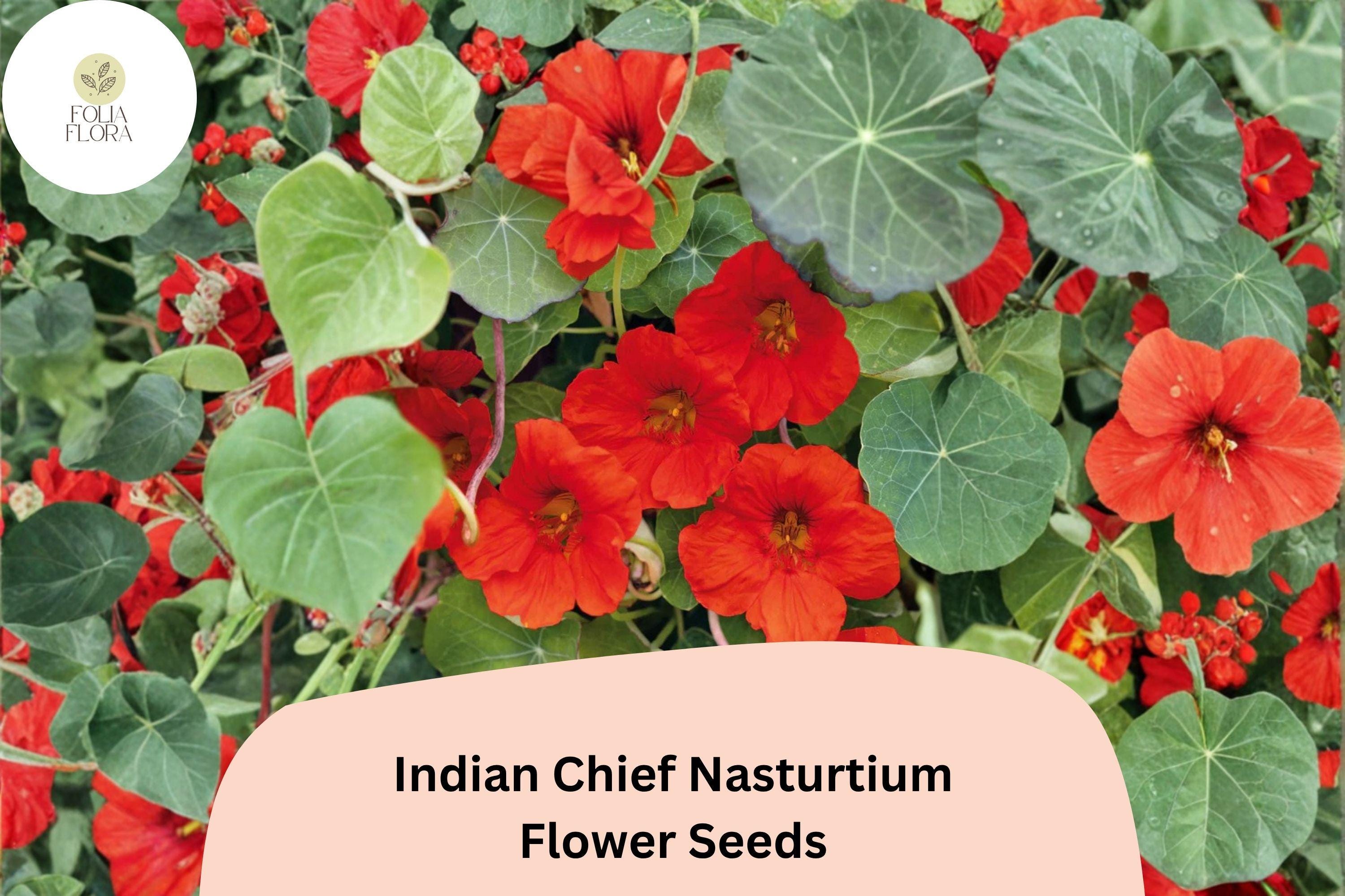 50+ Indian Chief Nasturtium Seeds | Tropaeolum majus | Deep Red Blooms | Easy-Grow Annual for Borders