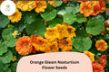 Orange Gleam Nasturtium Seeds | Bright Blooms, Easy to Grow