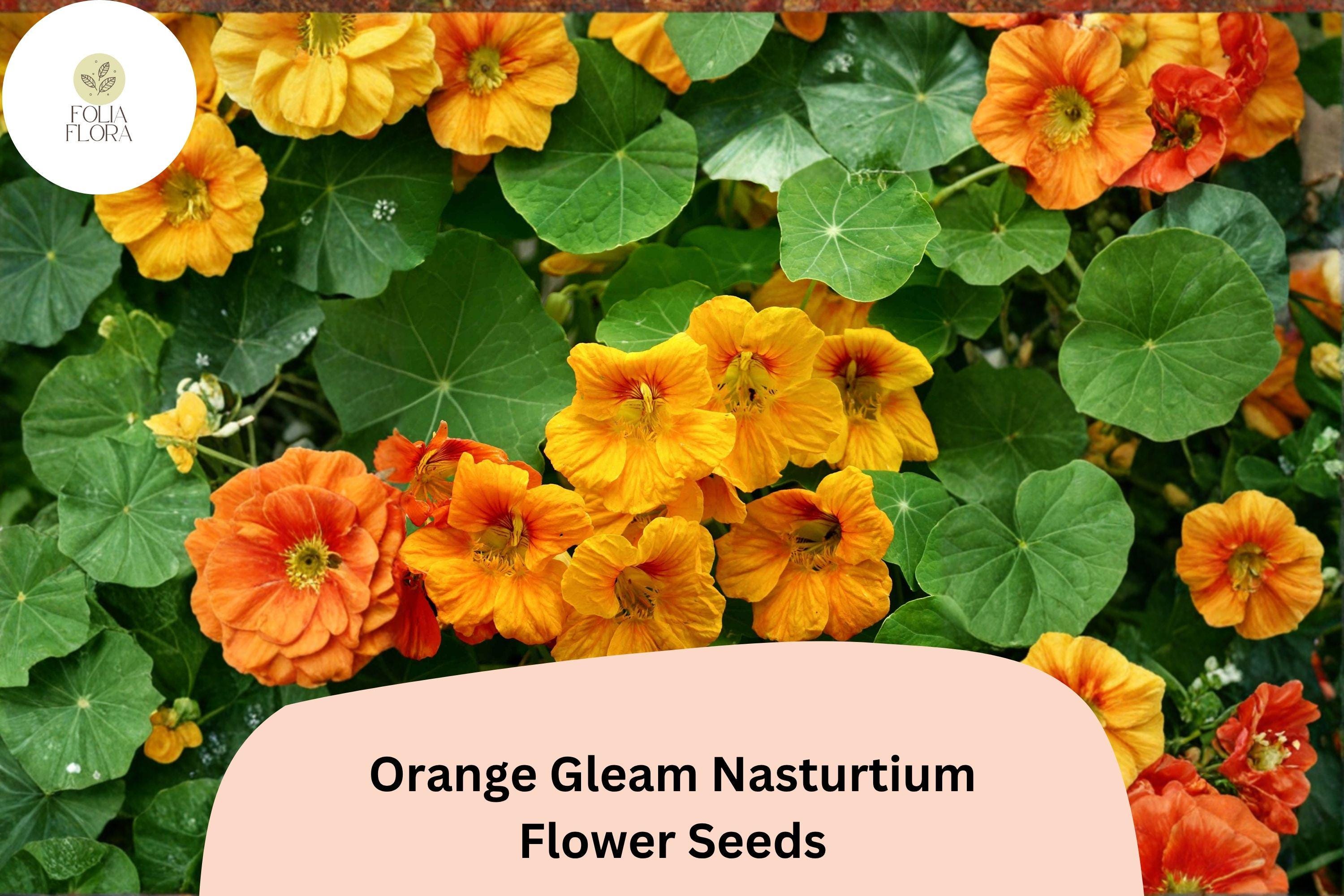 Orange Gleam Nasturtium Seeds | Bright Blooms, Easy to Grow