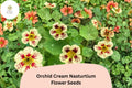 50+ Orchid Cream Nasturtium Seeds | Tropaeolum majus | Soft Cream & Pink Blooms