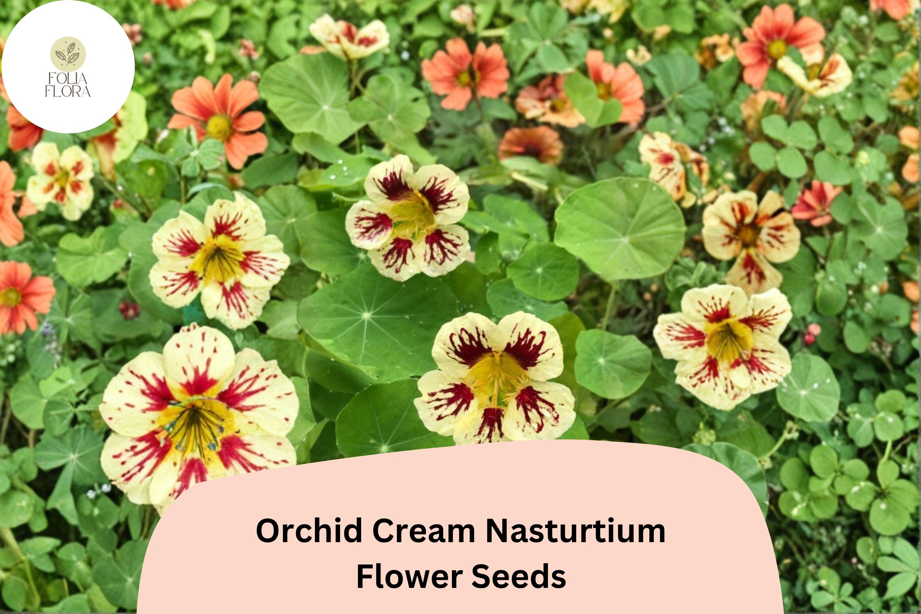 50+ Orchid Cream Nasturtium Seeds | Tropaeolum majus | Soft Cream & Pink Blooms