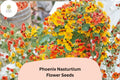 50+ Phoenix Nasturtium Seeds | Tropaeolum majus | Frilled Red-Orange Blooms | Unique Climbing Annual for Garden