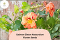 50+ Salmon Gleam Nasturtium Seeds | Tropaeolum majus | Vibrant Salmon-Orange Blooms