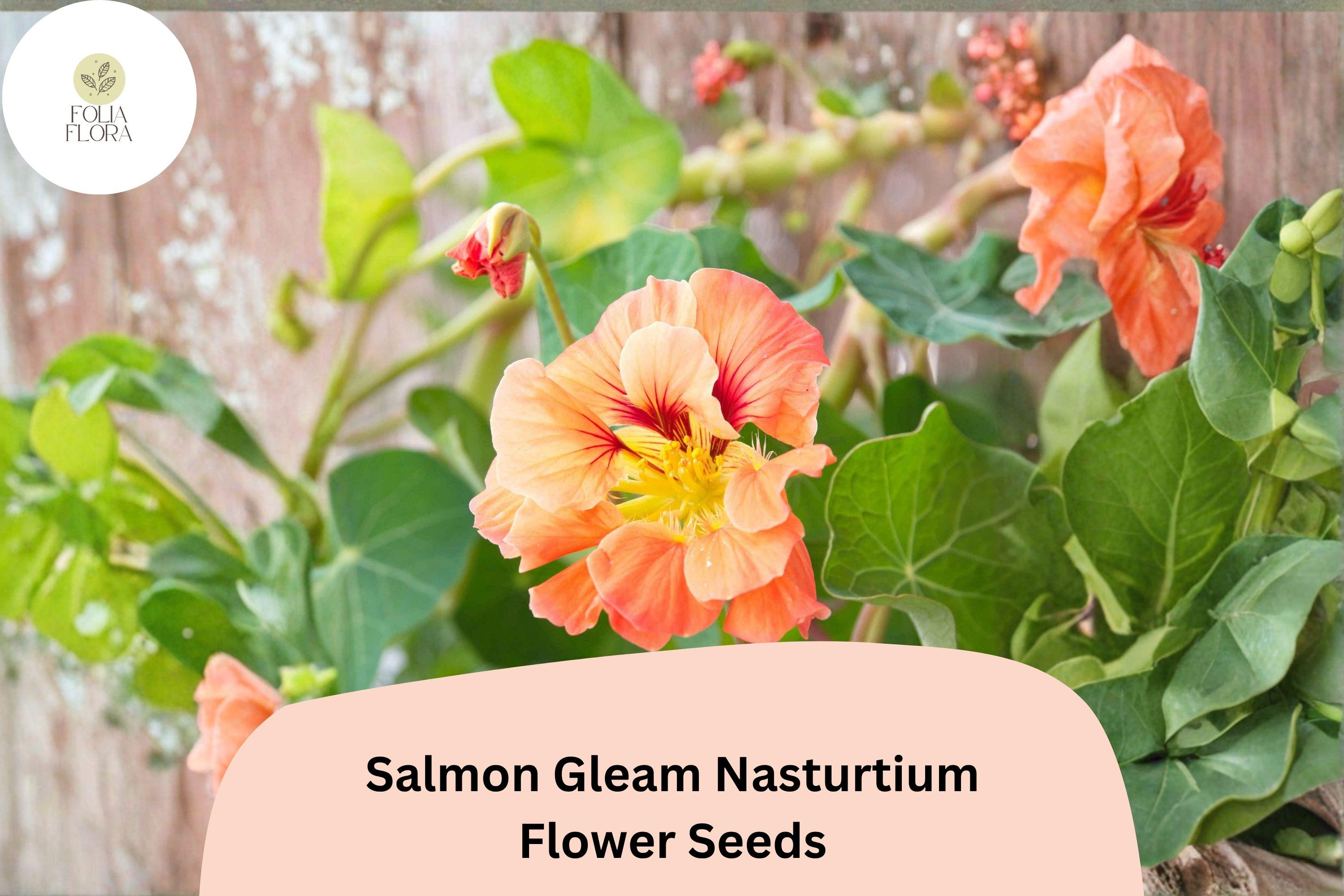 50+ Salmon Gleam Nasturtium Seeds | Tropaeolum majus | Vibrant Salmon-Orange Blooms