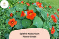 50+ Spitfire Nasturtium Seeds | Tropaeolum majus | Fiery Red-Orange Blooms | Trailing Annual Flower for Garden