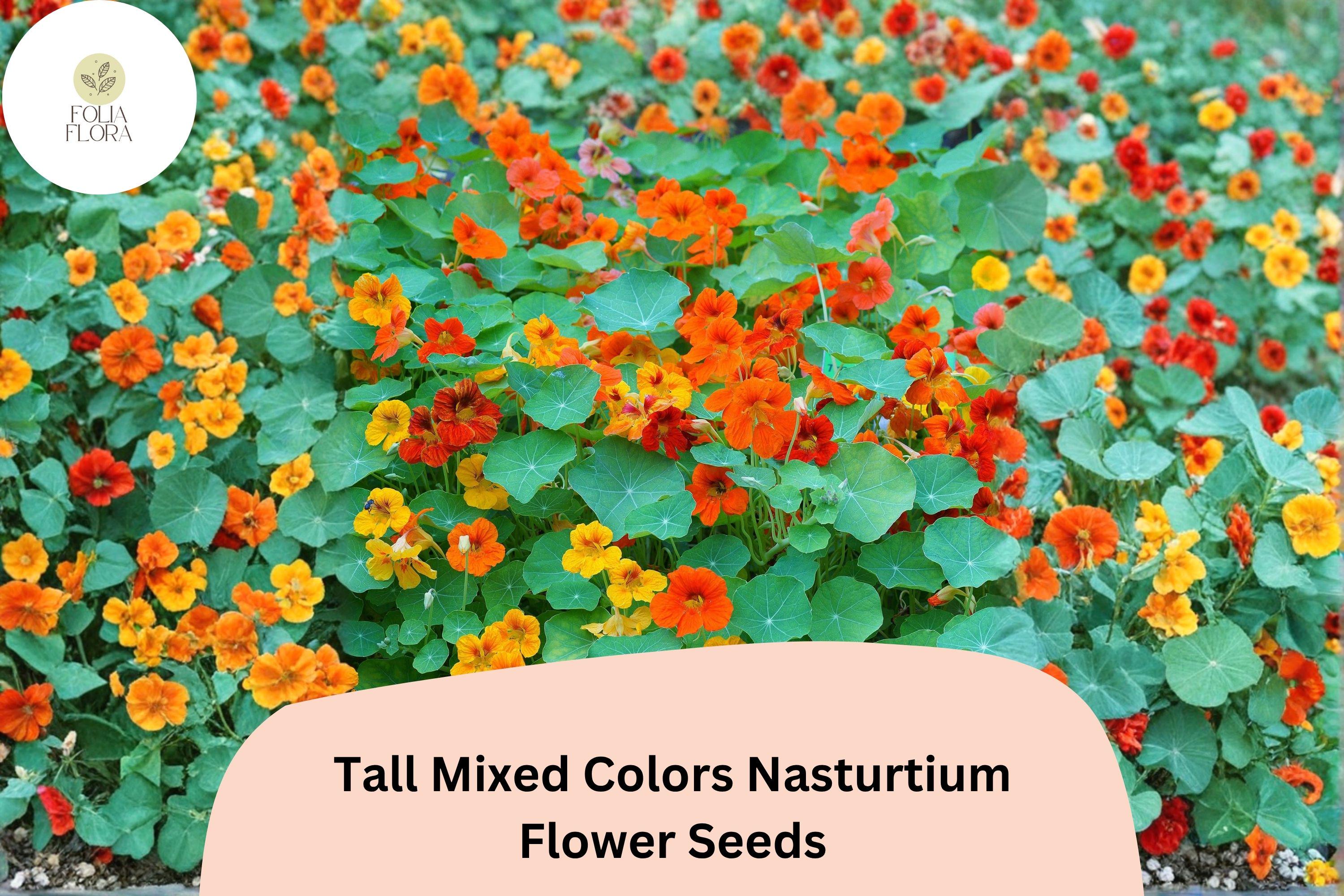 50+ Tall Mixed Colors Nasturtium Seeds | Tropaeolum majus | Vibrant Tall Blooms