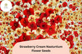 50+ Strawberry Cream Nasturtium Seeds | Tropaeolum majus | Creamy Pink-Red Blooms | Trailing Annual for Garden