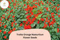 50+ Troika Orange Nasturtium Seeds | Tropaeolum majus | Bright Orange Blooms | Trailing Annual for Garden