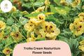 50+ Troika Cream Nasturtium Seeds | Tropaeolum majus | Creamy White Blooms | Trailing Annual for Garden