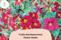 50+ Troika Red Nasturtium Seeds | Tropaeolum majus | Bright Red Blooms | Trailing Annual for Garden