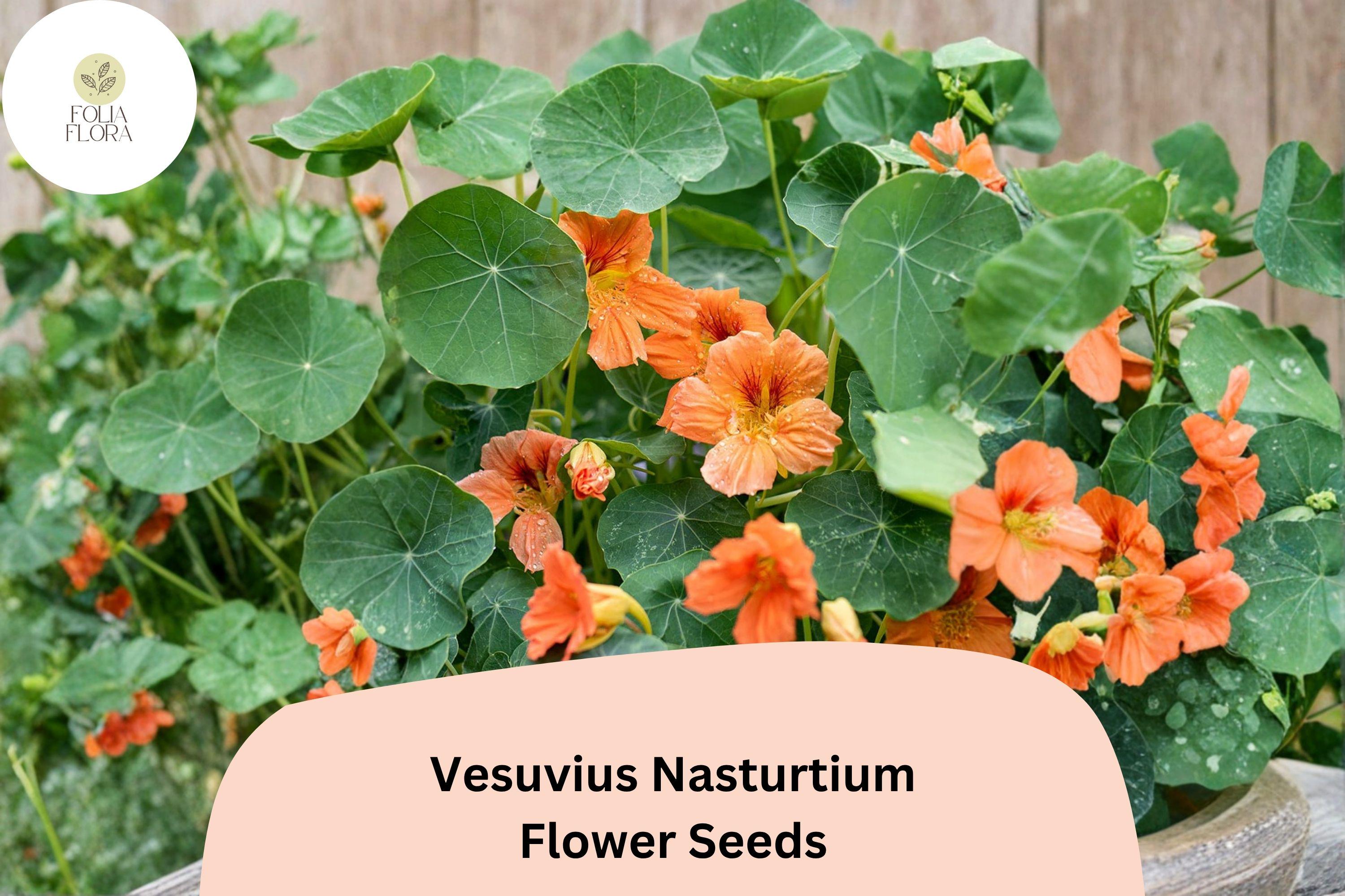 50+ Vesuvius Nasturtium Seeds | Tropaeolum majus | Fiery Red-Orange Blooms | Trailing Annual for Garden