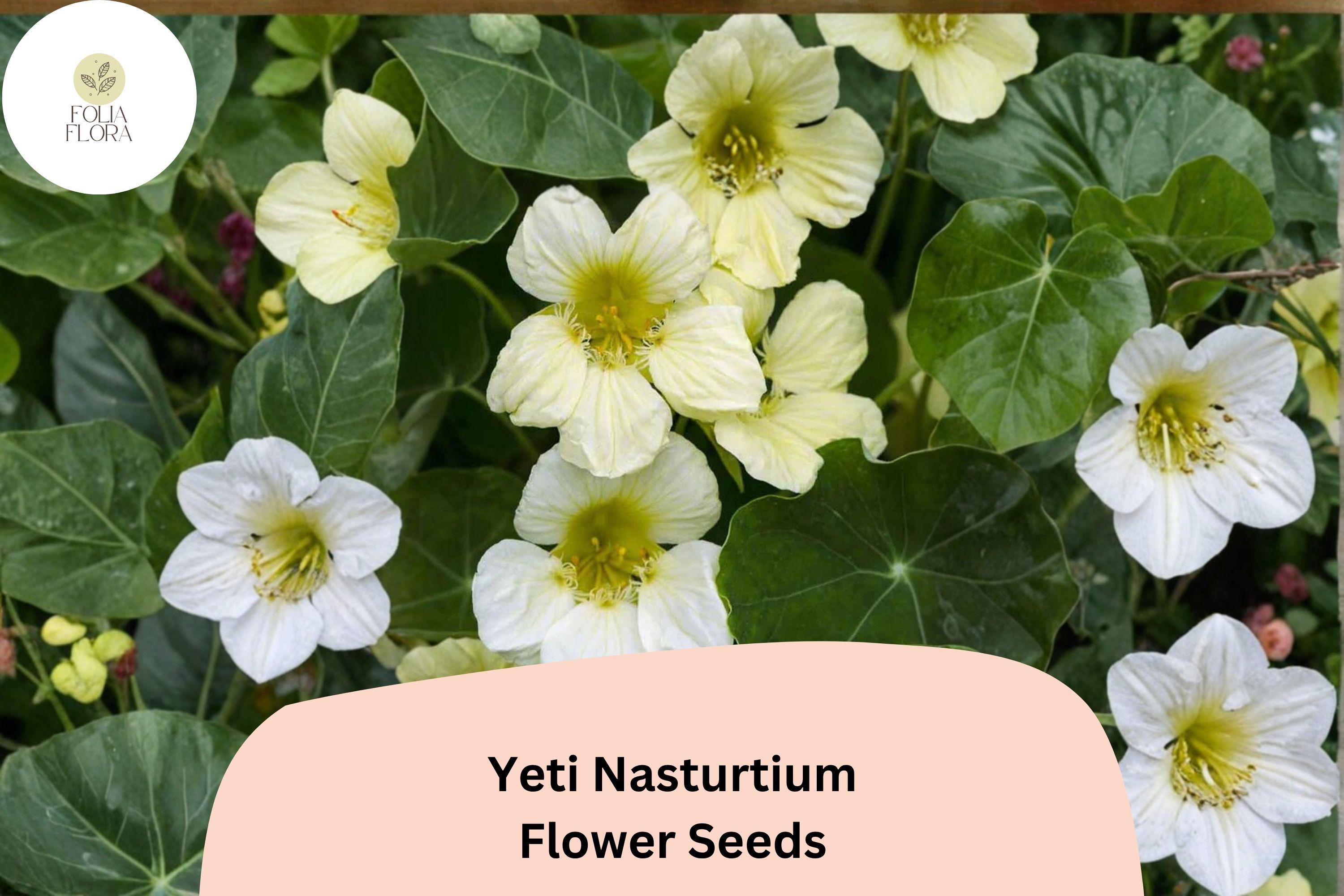 50+ Yeti Nasturtium Seeds | Tropaeolum majus | White Blooms | Trailing Annual for Garden, Containers