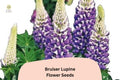25+ Bruiser Lupine Seeds | Lupinus | Purple & Blue Blooms | Perennial Garden Flower for Borders, Containers