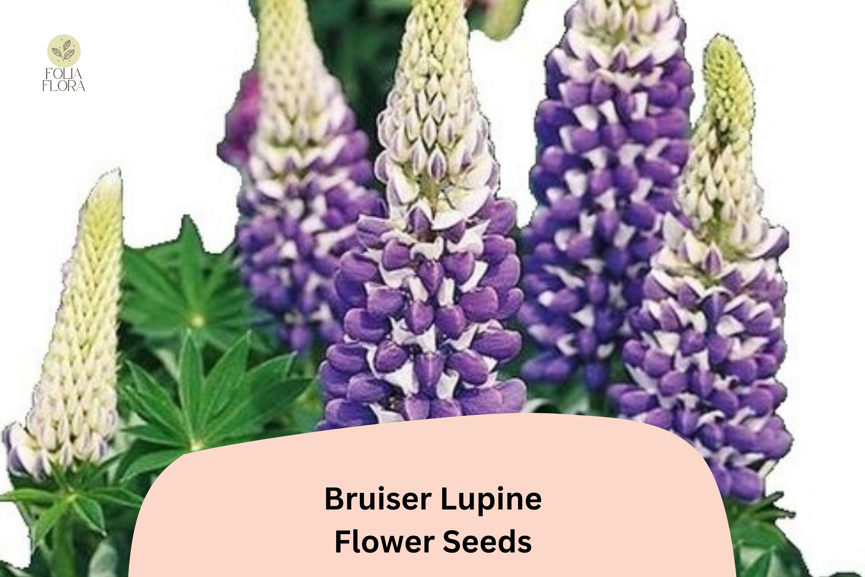 25+ Bruiser Lupine Seeds | Lupinus | Purple & Blue Blooms | Perennial Garden Flower for Borders, Containers