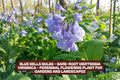 Blue Bells Bulbs - Bare-Root Mertensia virginica Perennial Flowering Plant for Shade Gardens and Landscapes