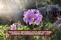 Trailing Ivy Geranium Cuttings - Lavender Pelargonium Peltatum, 3 Pack, Trailing Growth, Lavender Flowers, Indoor & Outdoor Plant