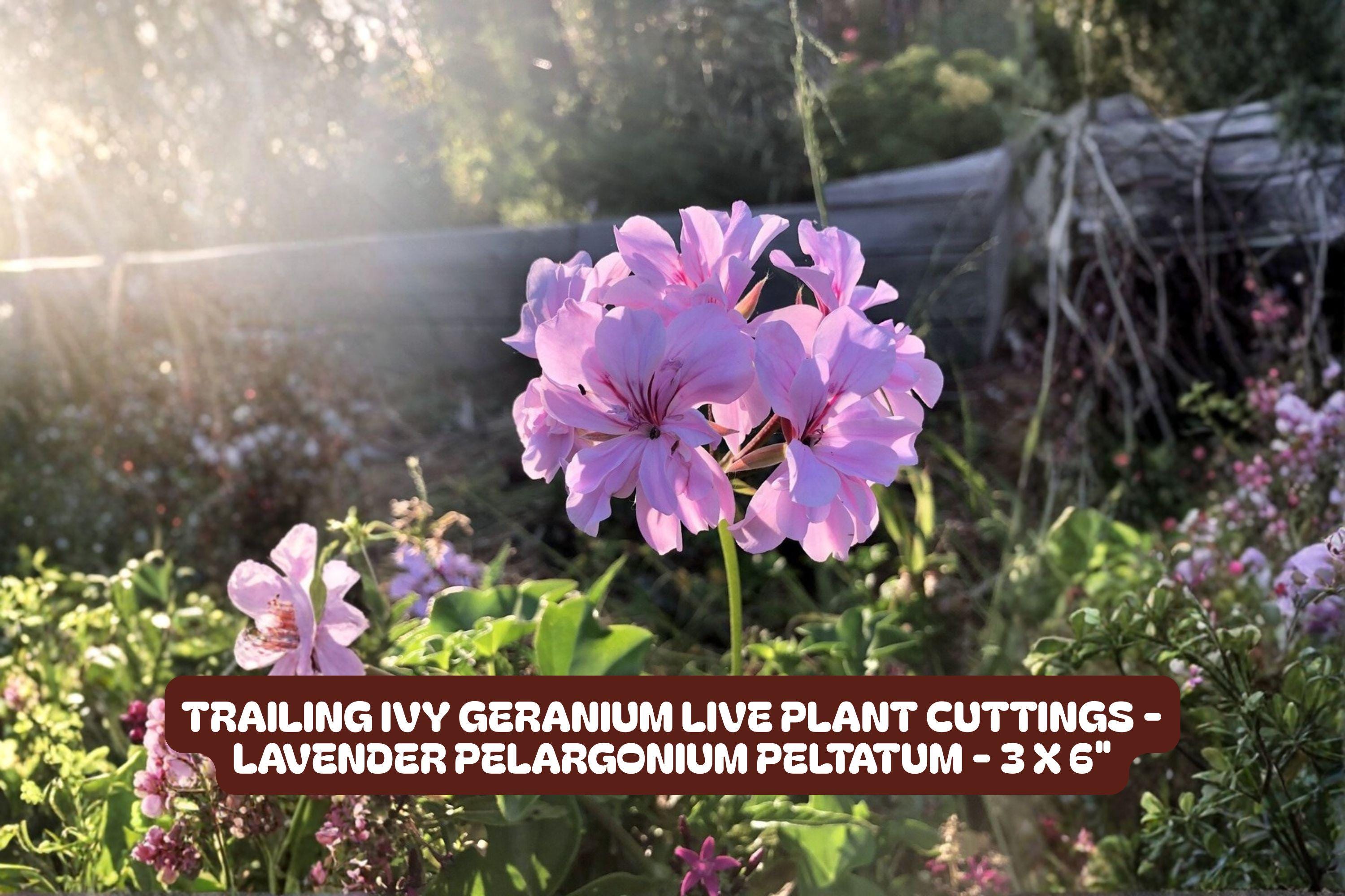 Trailing Ivy Geranium Cuttings - Lavender Pelargonium Peltatum, 3 Pack, Trailing Growth, Lavender Flowers, Indoor & Outdoor Plant