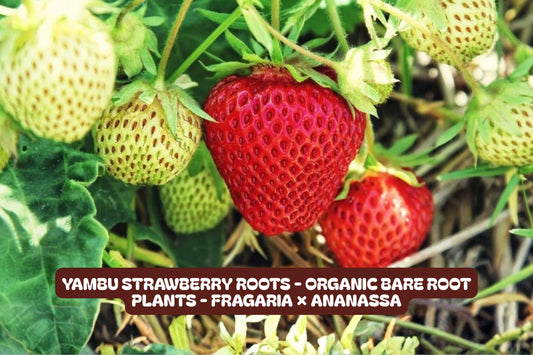 Yambu Strawberry Roots Fragaria × ananassa, Organic, Sweet Fruit, Garden Plant, Container or In-Ground