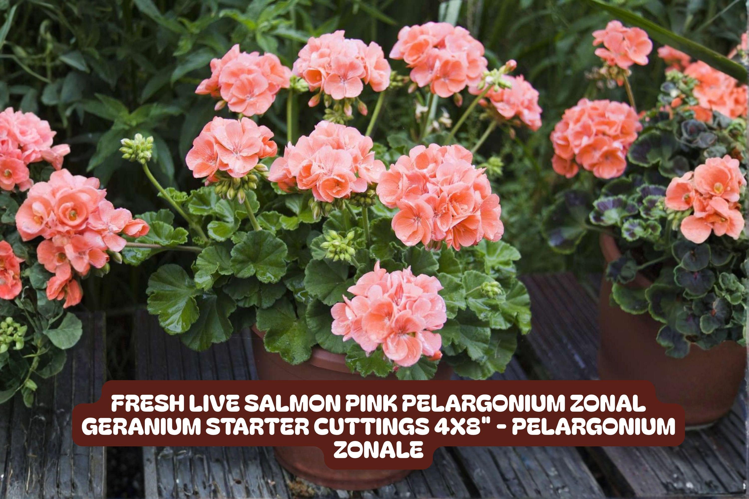 Fresh Salmon Pink Pelargonium Zonal Geranium Cuttings - Pelargonium x hortorum Starter Plants