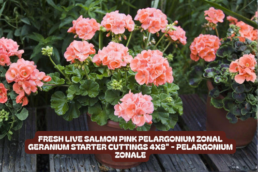 Fresh Salmon Pink Pelargonium Zonal Geranium Cuttings - Pelargonium x hortorum Starter Plants