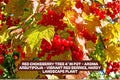 Red Chokeberry Tree in Pot – Aronia arbutifolia – Vibrant Red Berries, Hardy Landscape Shrub, Ornamental Bush