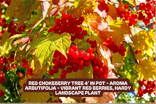 Red Chokeberry Tree in Pot – Aronia arbutifolia – Vibrant Red Berries, Hardy Landscape Shrub, Ornamental Bush
