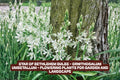 Star of Bethlehem Bulbs - Ornithogalum umbellatum - Spring Flowering Plants for Garden, Landscape & Borders