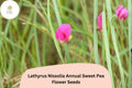 50+ Lathyrus nissolia Seeds | Pink Annual Sweet Pea | Grass Pea Flower for Garden Planting