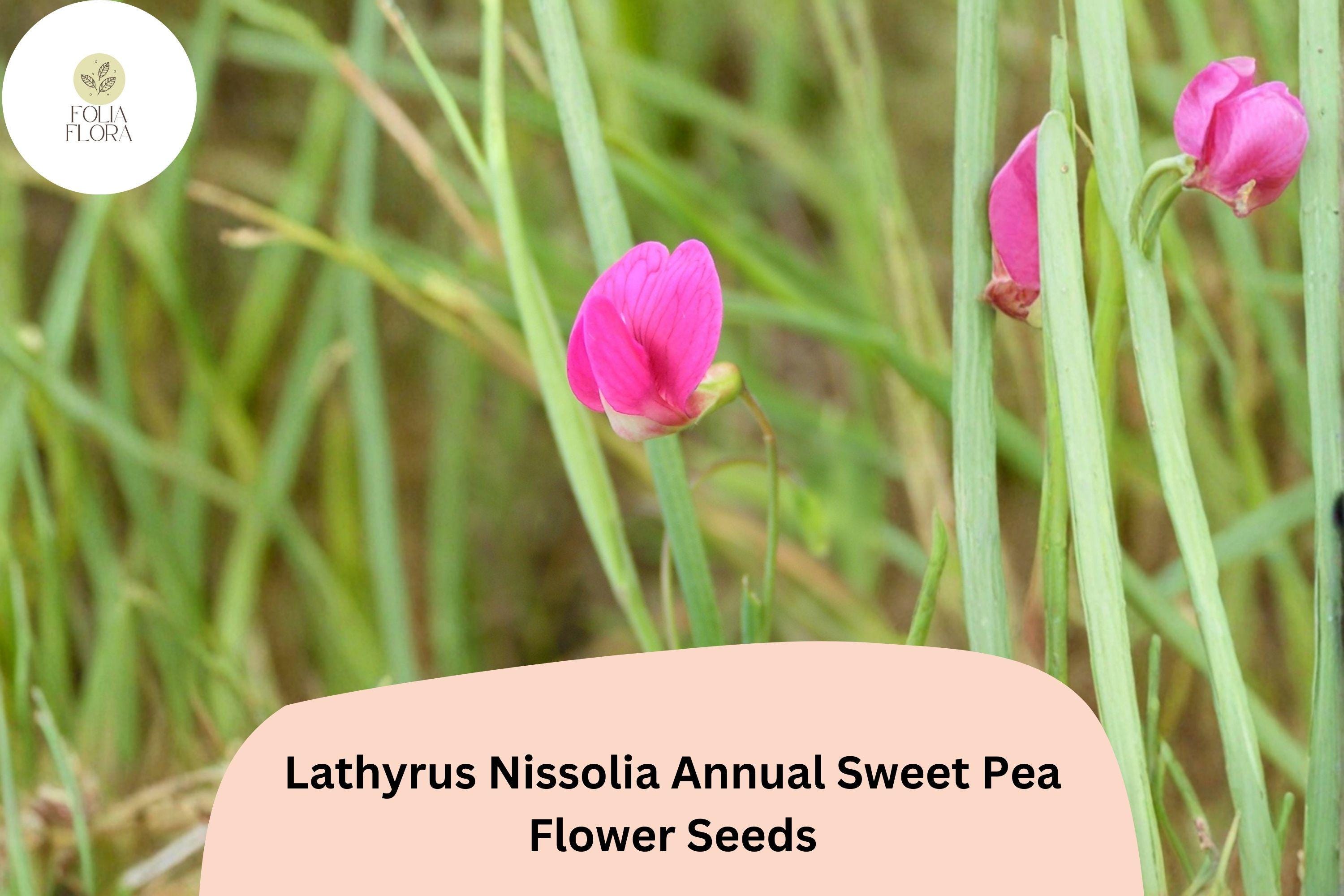 50+ Lathyrus nissolia Seeds | Pink Annual Sweet Pea | Grass Pea Flower for Garden Planting