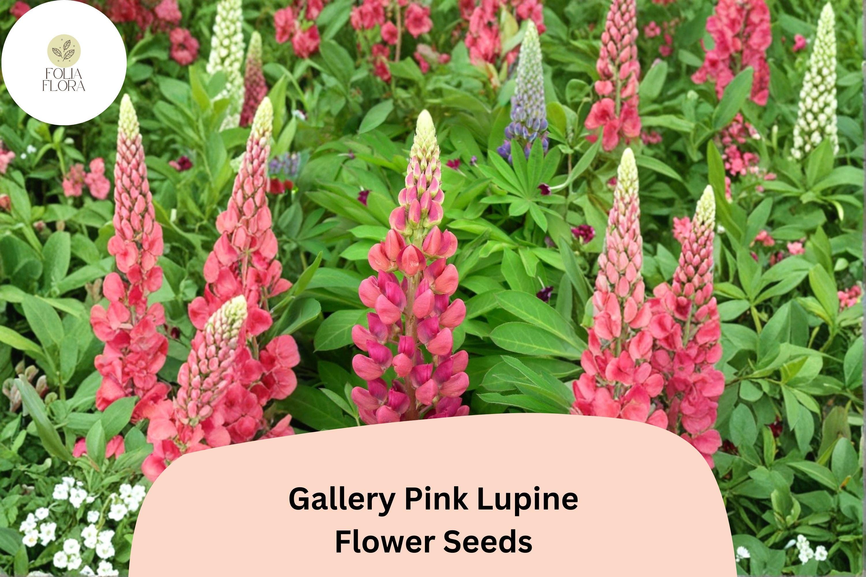 25+ Gallery Pink Lupine Seeds | Lupinus polyphyllus | Compact Perennial Lupine for Cottage & Pollinator Gardens