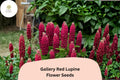25+ Gallery Red Lupine Seeds | Lupinus polyphyllus | Compact Perennial Lupine for Cottage & Pollinator Gardens