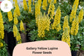 25+ Gallery Yellow Lupine Seeds | Lupinus Polyphyllus | Perennial Garden Flowers | Bright Yellow Blooms