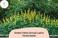 25+ Golden Yellow Annual Lupine Seeds | Lupinus densiflorus | Bright Yellow Blooms | Easy Garden Flowers