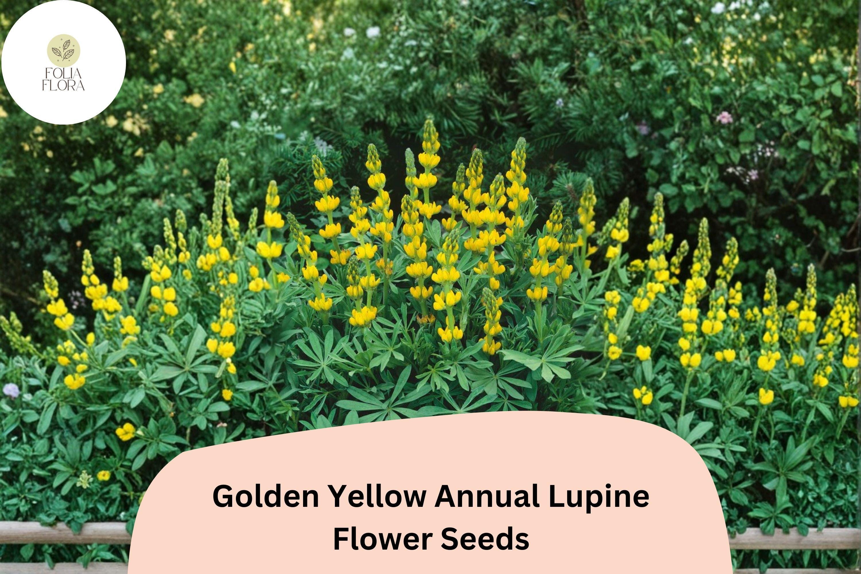 25+ Golden Yellow Annual Lupine Seeds | Lupinus densiflorus | Bright Yellow Blooms | Easy Garden Flowers