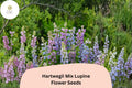 25+ Hartwegii Mix Lupine Seeds | Lupinus hartwegii | Colorful Annual for Garden Planting