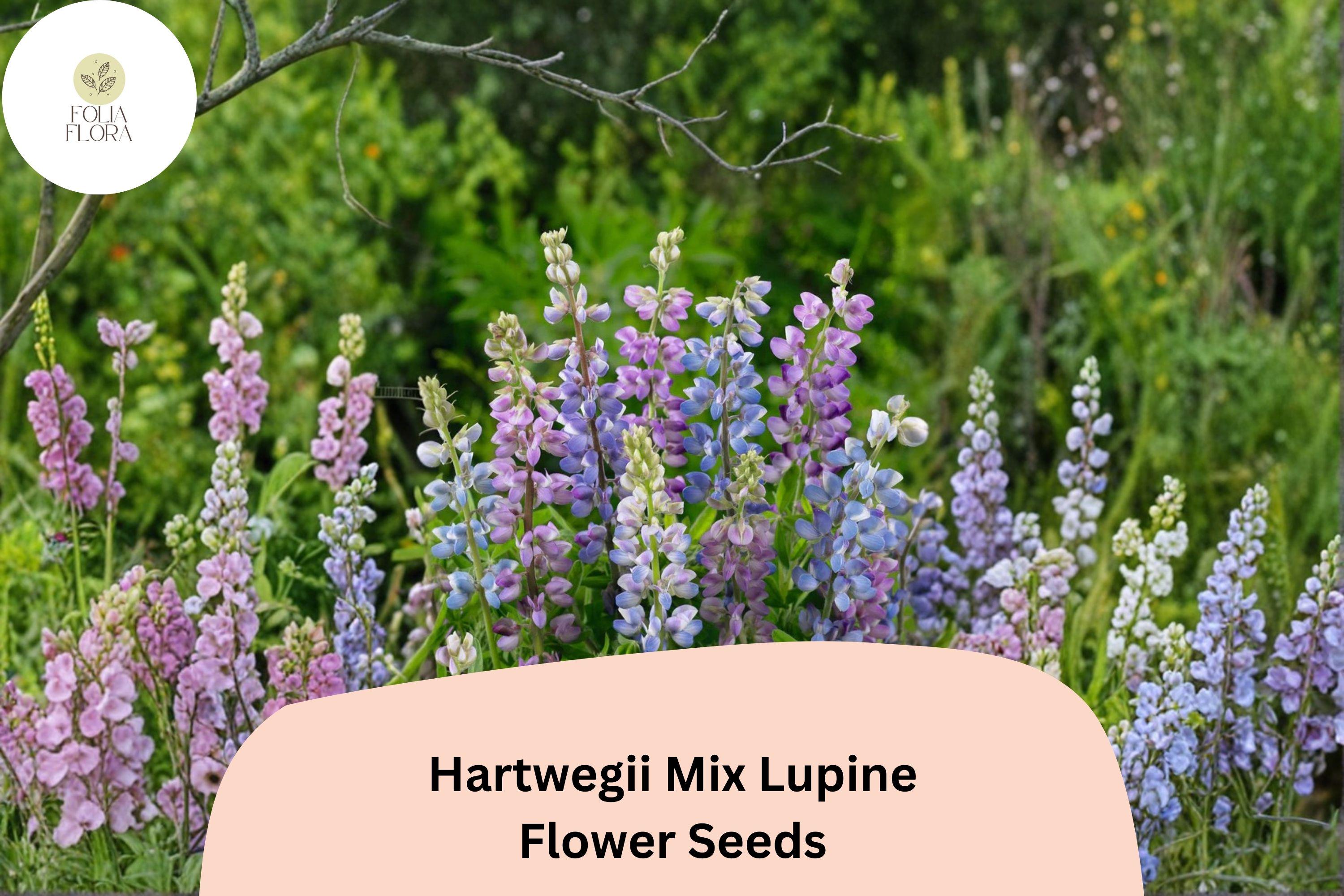 25+ Hartwegii Mix Lupine Seeds | Lupinus hartwegii | Colorful Annual for Garden Planting