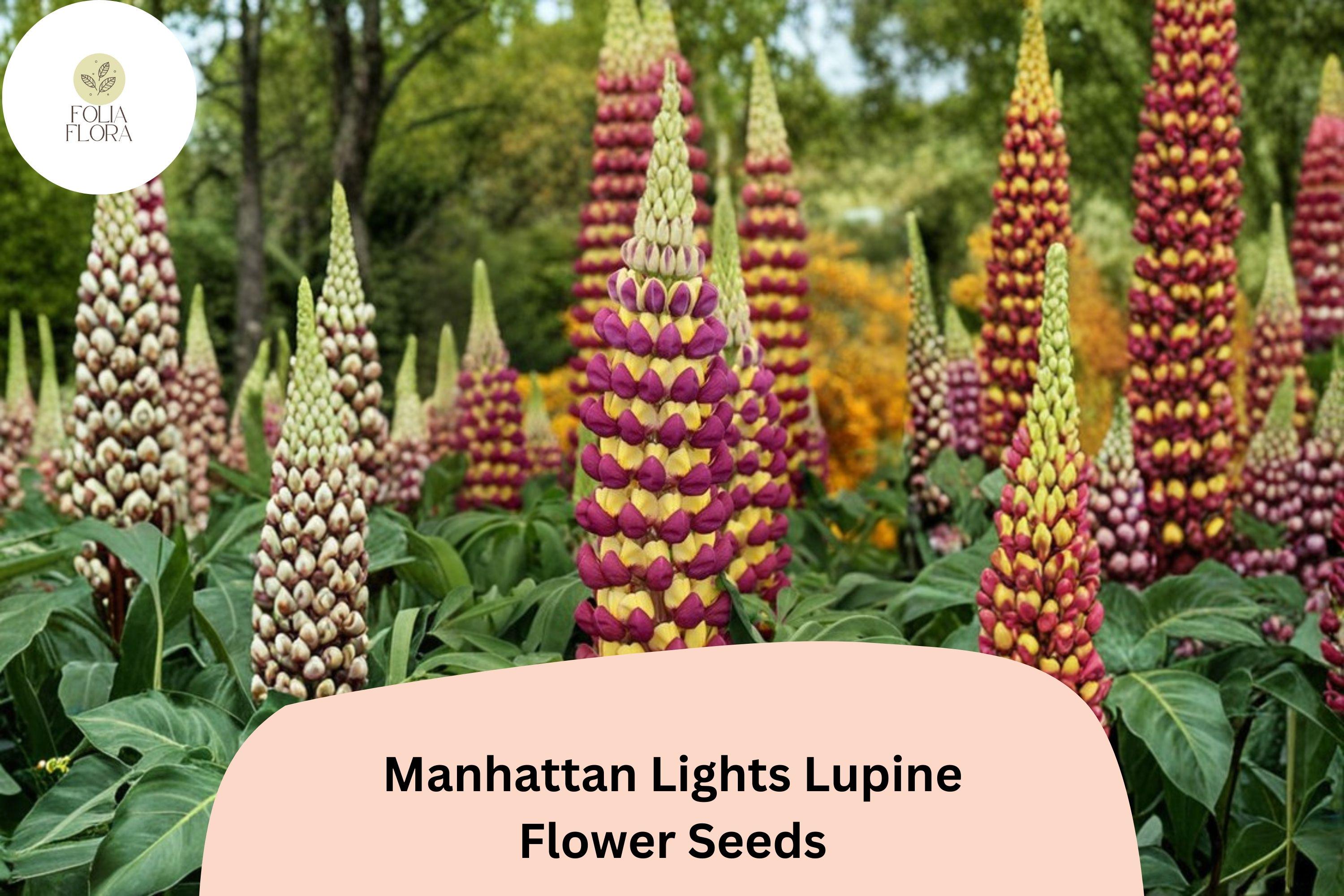 25+ Manhattan Lights Lupine Seeds | Bicolor Purple Yellow Lupinus | Tall Lupine for Garden Planting