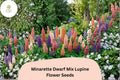 25+ Minarette Dwarf Mix Lupine Seeds | Compact Lupinus Variety | Colorful Lupine for Garden Planting