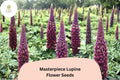 25+ Masterpiece Lupine Seeds | Deep Purple Lupinus | Bold Spring Blooms for Garden Planting