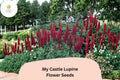 25+ My Castle Lupine Seeds | Deep Red Lupinus | Vibrant Tall Blooms for Garden Planting