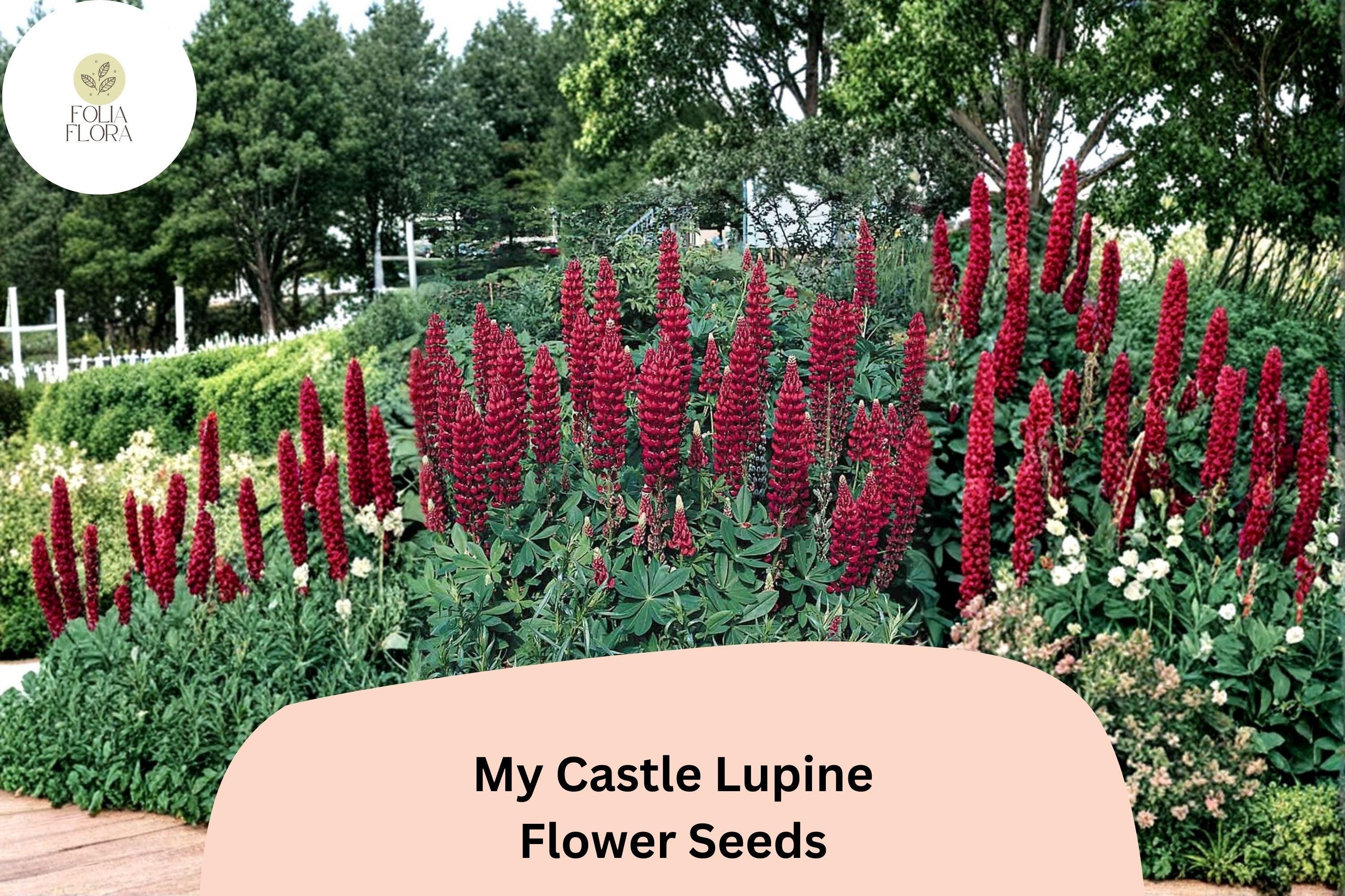 25+ My Castle Lupine Seeds | Deep Red Lupinus | Vibrant Tall Blooms for Garden Planting