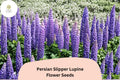 25+ Persian Slipper Lupine Seeds | Purple Lupinus for Borders, Cottage Gardens & Pollinator Attracting Plants