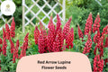 25+ Red Arrow Lupine Seeds | Red Lupinus | Vibrant Spring Bloom Spikes for Garden Planting