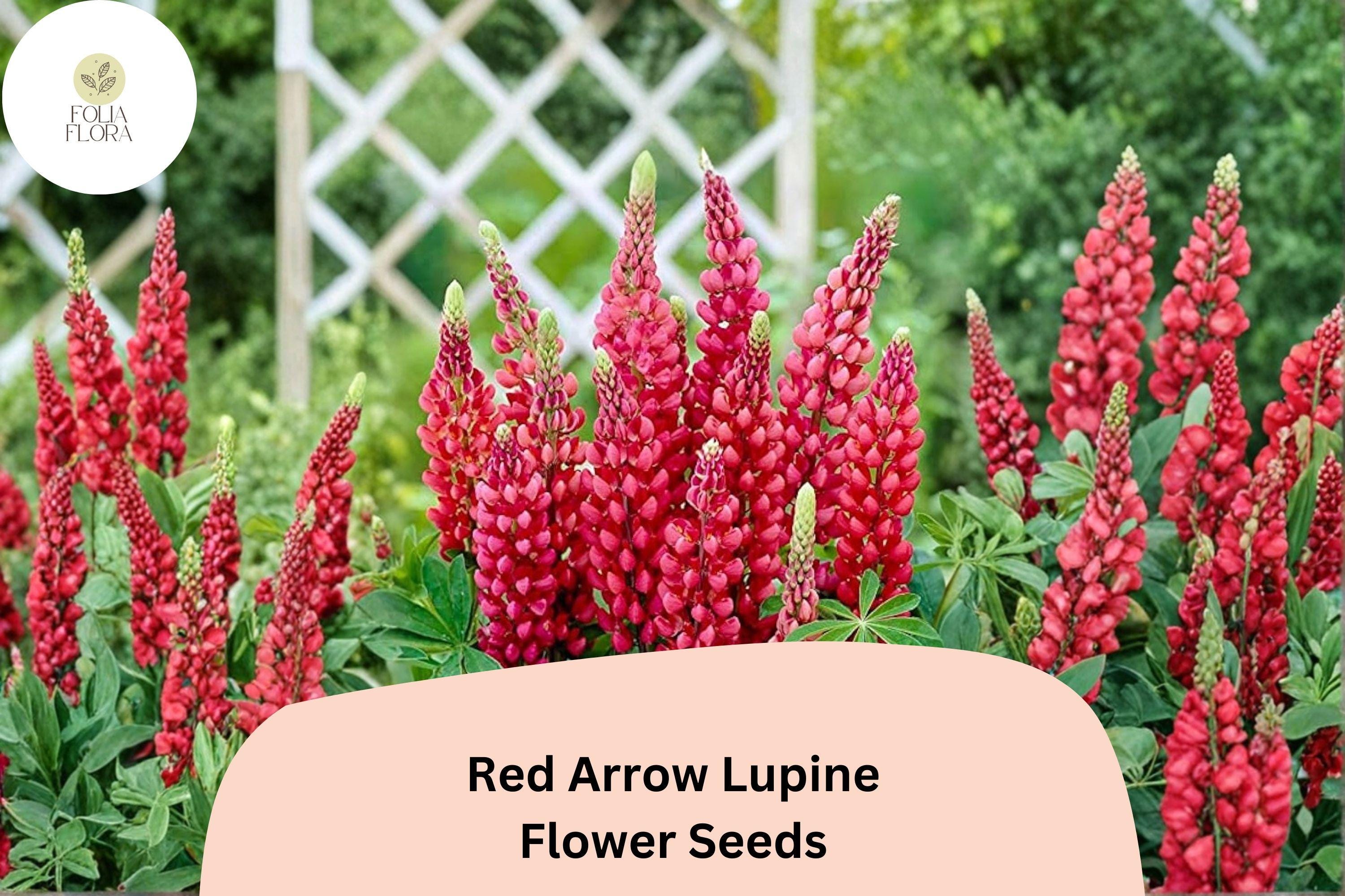 25+ Red Arrow Lupine Seeds | Red Lupinus | Vibrant Spring Bloom Spikes for Garden Planting