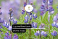 25+ Riverbank Lupine Seeds | Blue Lupinus | Elegant Spring Bloom Spikes for Garden Planting