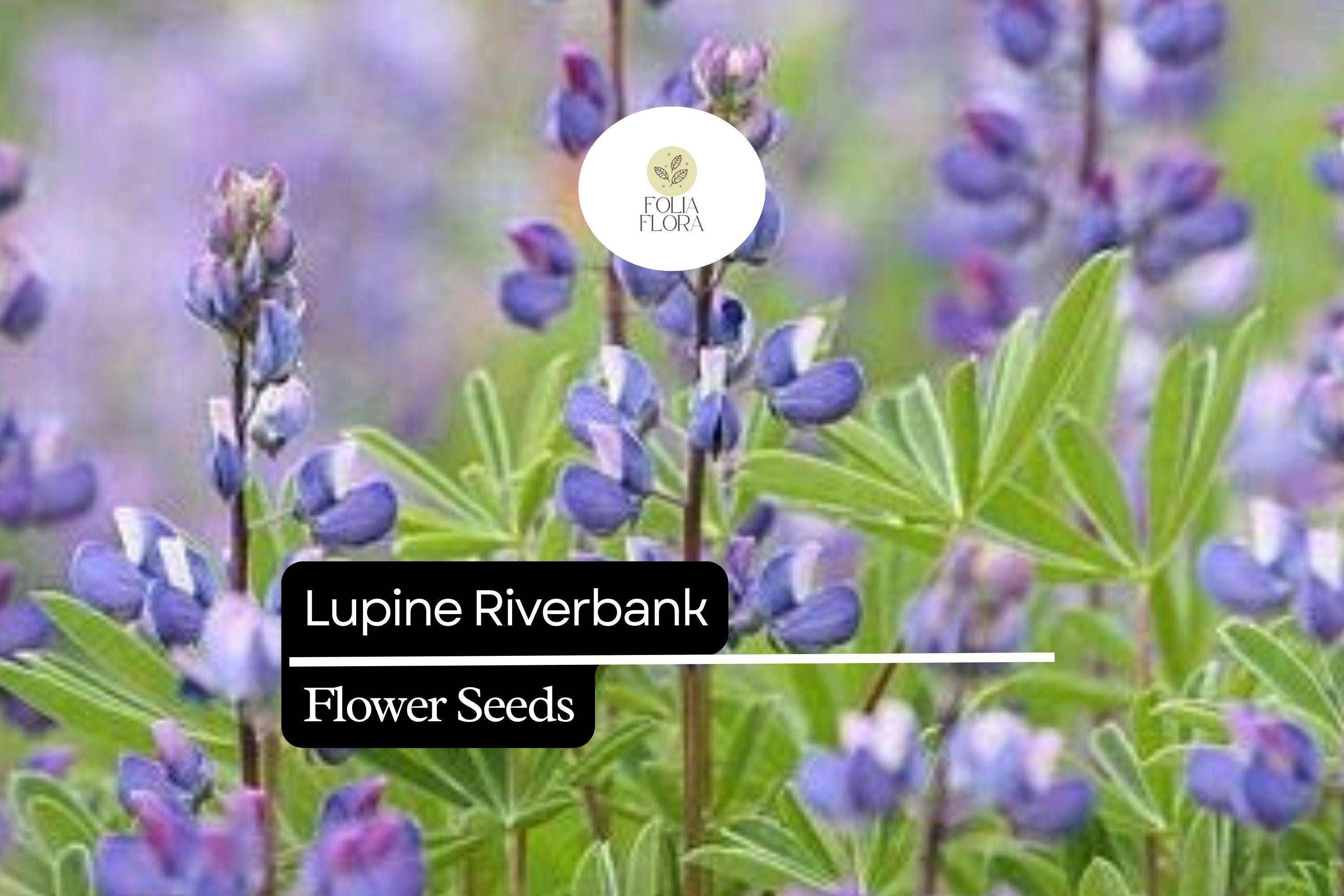 25+ Riverbank Lupine Seeds | Blue Lupinus | Elegant Spring Bloom Spikes for Garden Planting