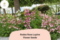 25+ Rodeo Rose Lupine Seeds | Pink-Red Lupinus | Vibrant Spiked Blooms for Garden Planting
