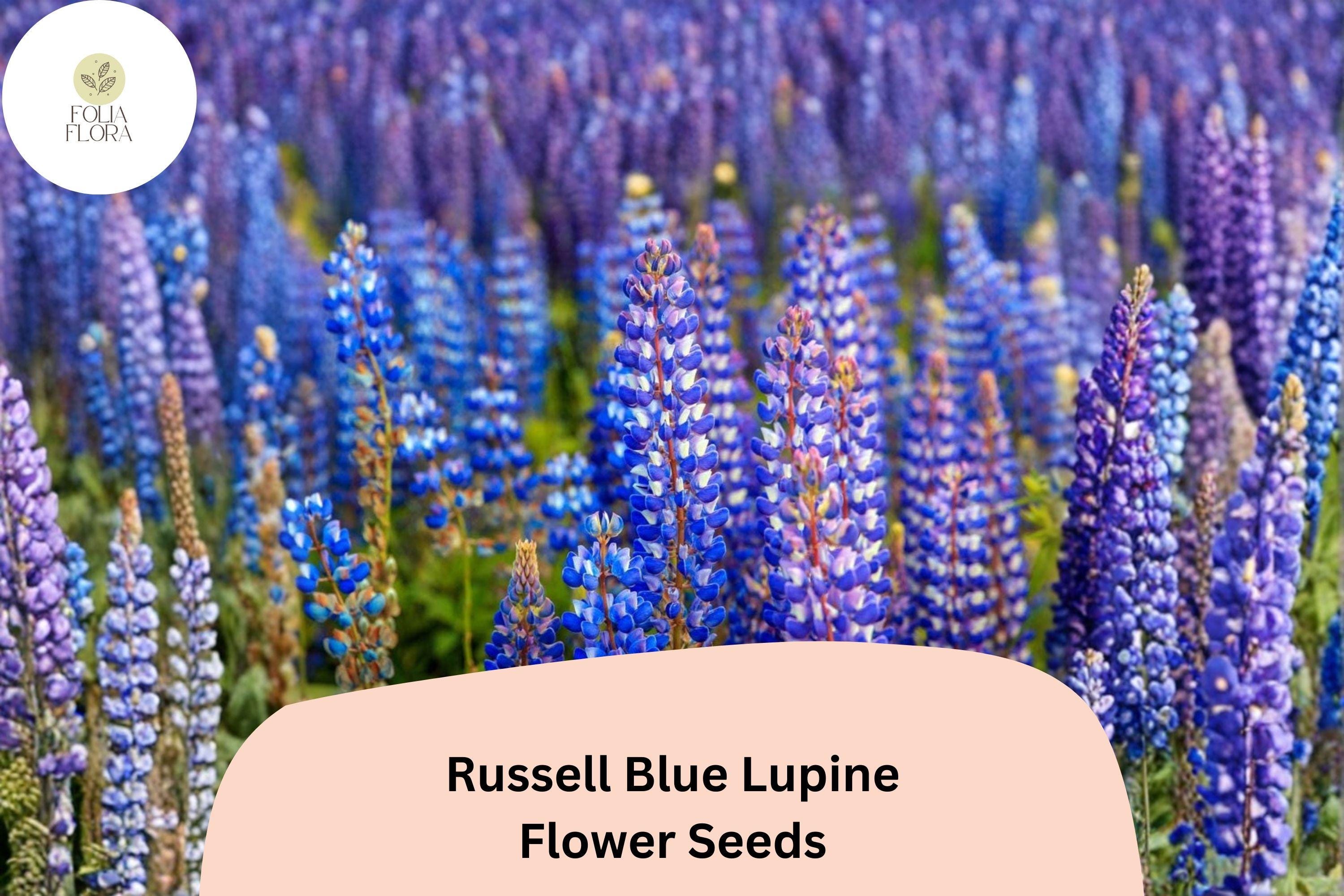 Russell Blue Lupine Seeds | Tall Garden Flower Spikes