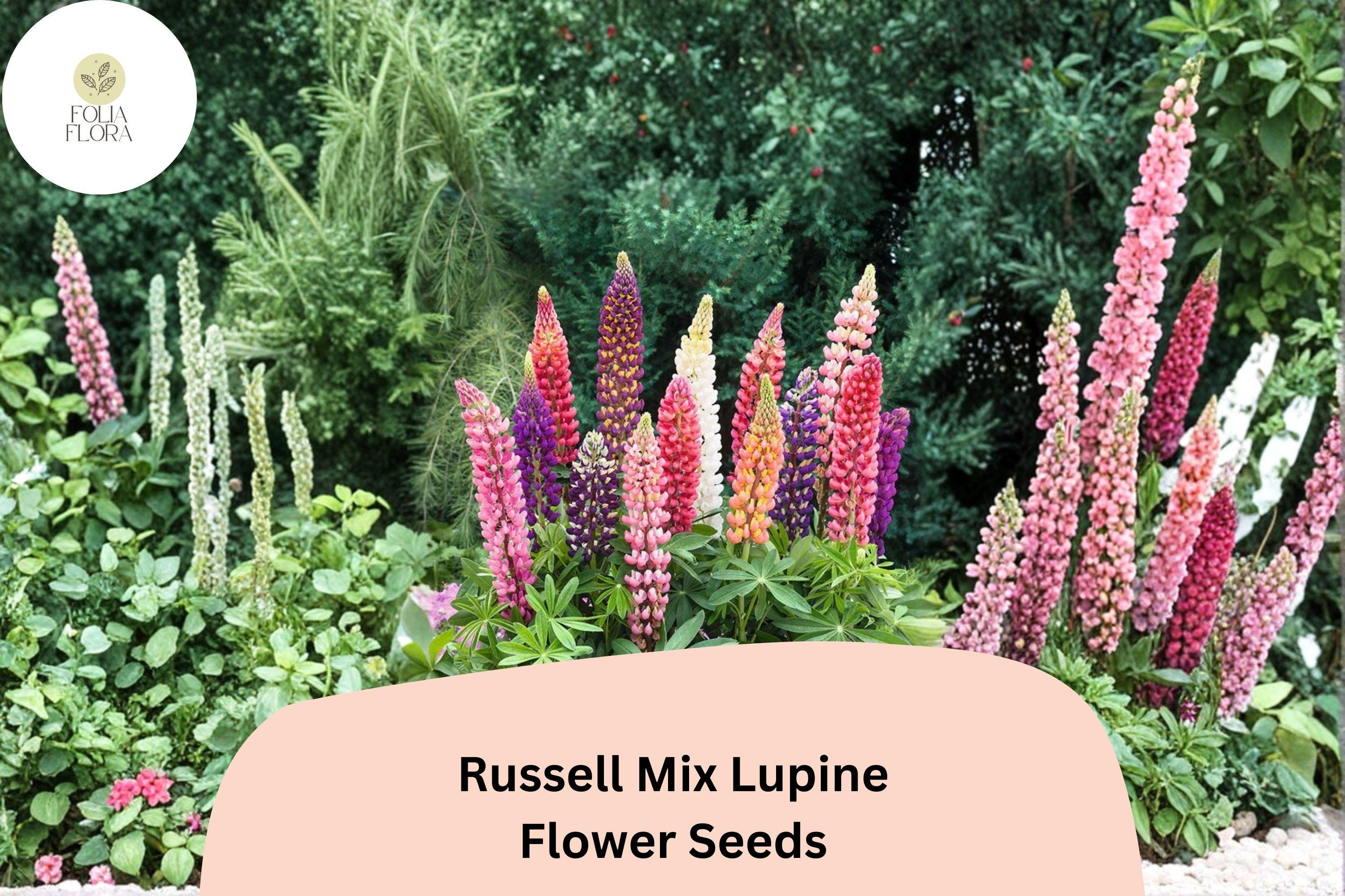 25+ Russell Mix Lupine Seeds | Lupinus Russell Hybrids | Tall Spiked Blooms for Garden Planting